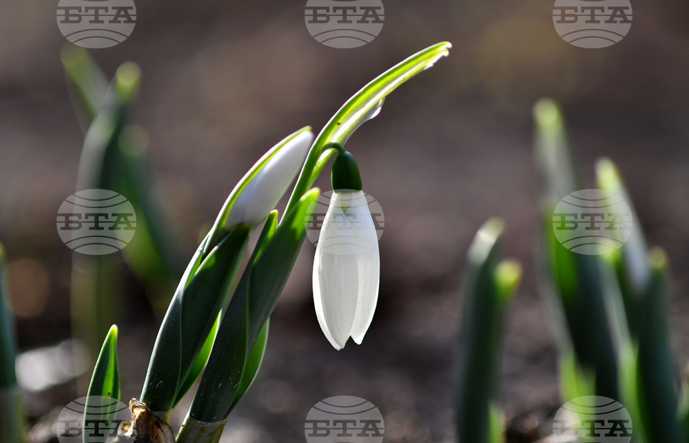 Исперих - кокичета