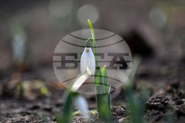 Исперих - кокичета