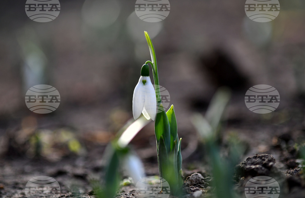 Исперих - кокичета