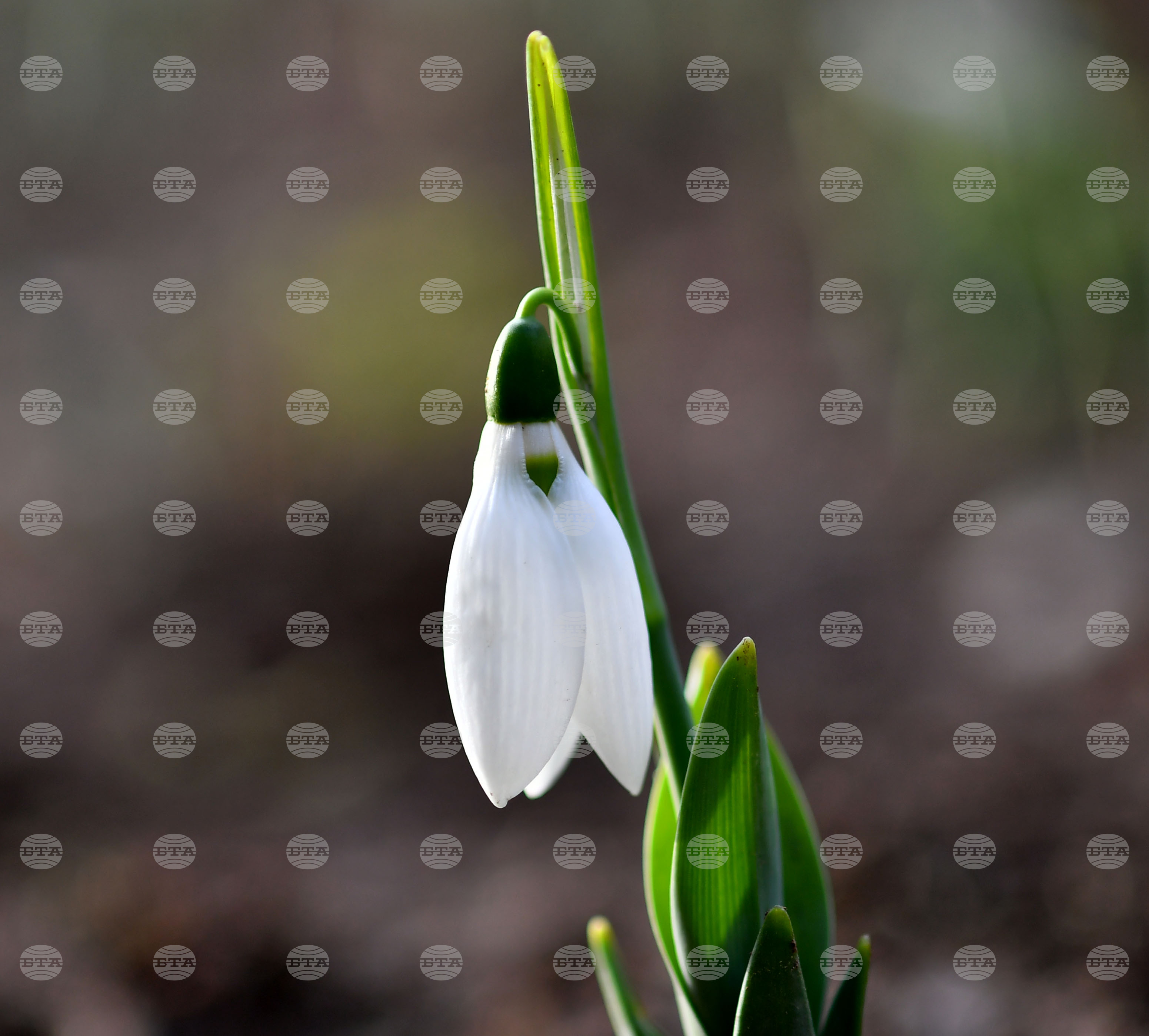 Исперих - кокичета