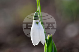 Исперих - кокичета