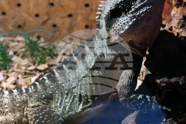 Хасково - отровни змии - зооизложба 