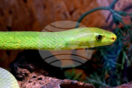 Хасково - Зелена мамба - зооизложба 