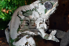 Хасково - отровни змии - зооизложба 