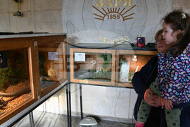 Хасково - отровни змии - зооизложба 