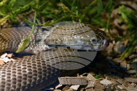 Хасково - отровни змии - зооизложба 