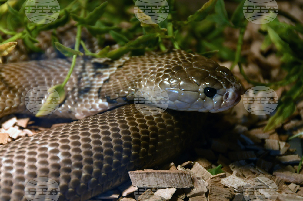 Хасково - отровни змии - зооизложба 