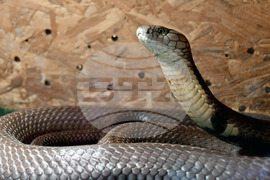 Хасково - отровни змии - зооизложба 