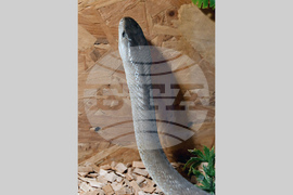 Хасково - Черна мамба - зооизложба 