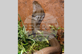 Хасково - Кобра - зооизложба 