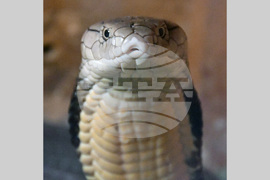 Хасково - Кобра - зооизложба 