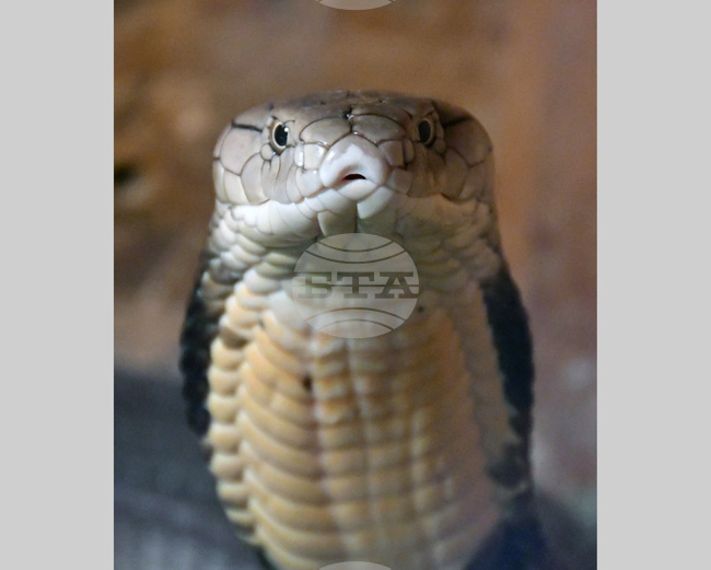 Хасково - отровни змии - зооизложба