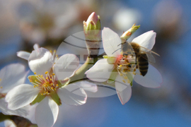 Хасково - топлото време - разцъфнали дървета