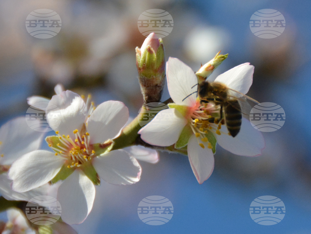Хасково - топлото време - разцъфнали дървета