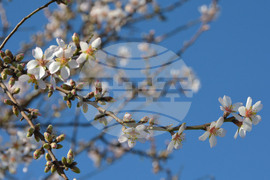 Хасково - топлото време - разцъфнали дървета