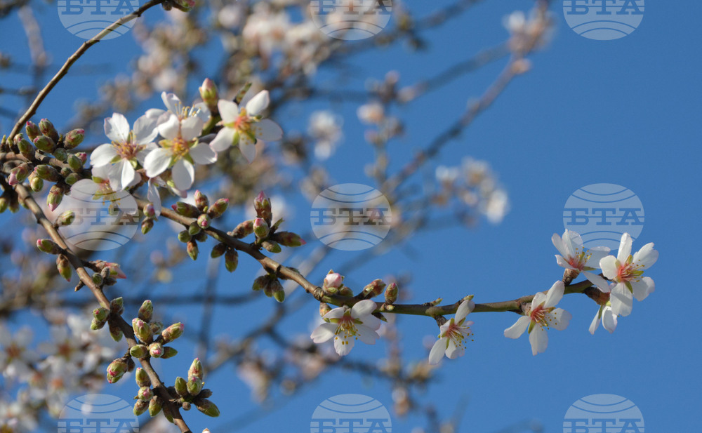 Хасково - топлото време - разцъфнали дървета
