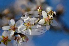 Хасково - топлото време - разцъфнали дървета