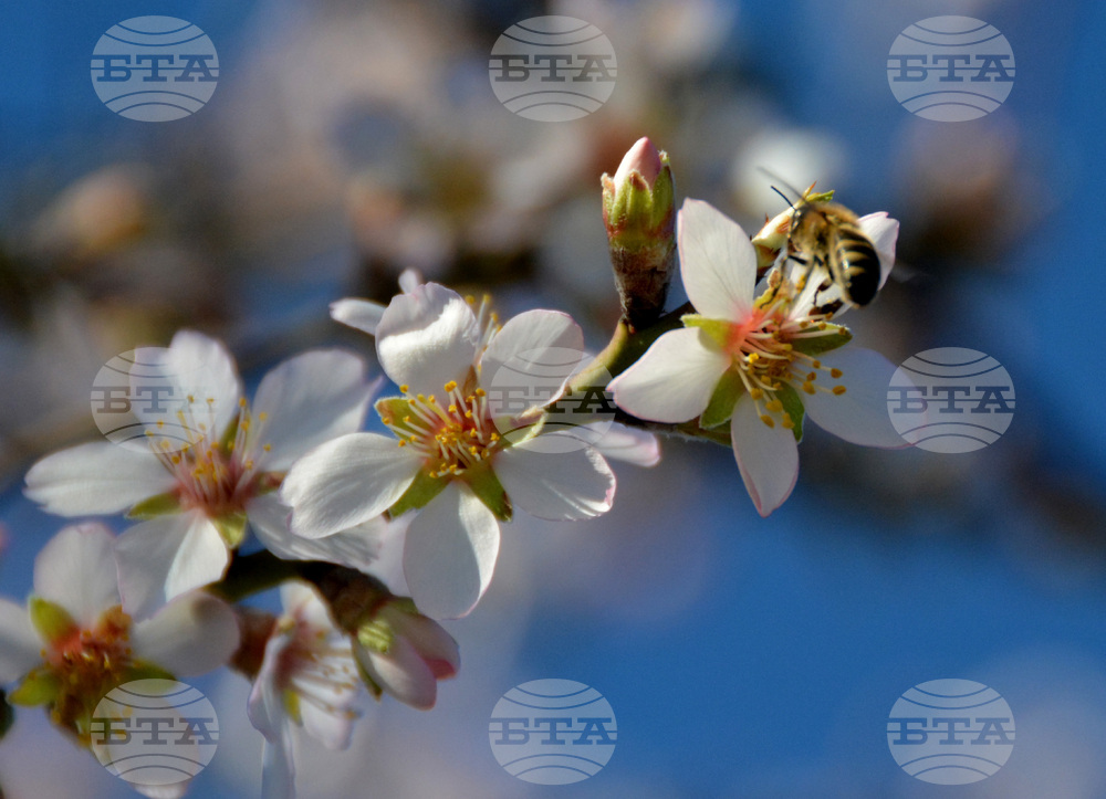 Хасково - топлото време - разцъфнали дървета