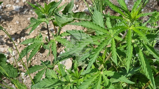 Над 200 грама марихуана, кокаин и амфетамин са иззети от полицията при проверки в Смолян и Пампорово