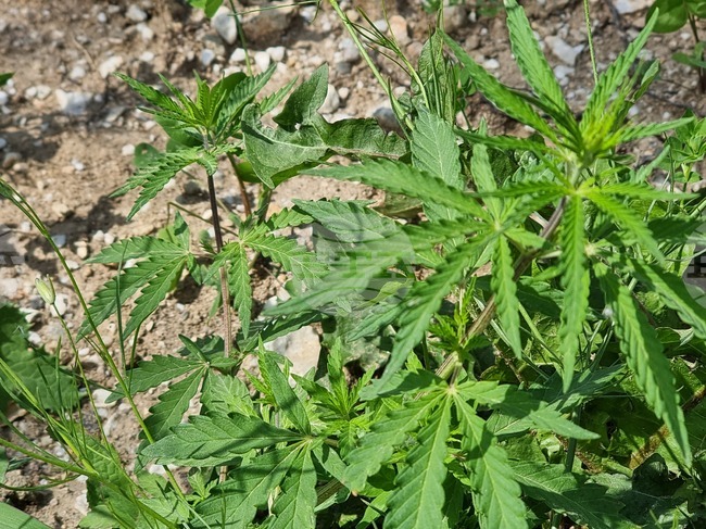 Над 200 грама марихуана, кокаин и амфетамин са иззети от полицията при проверки в Смолян и Пампорово