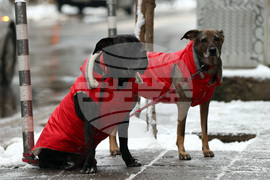 Студено време
