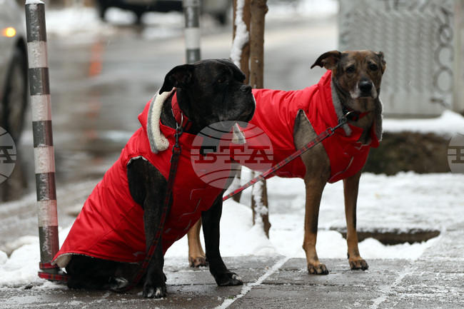 Студено време