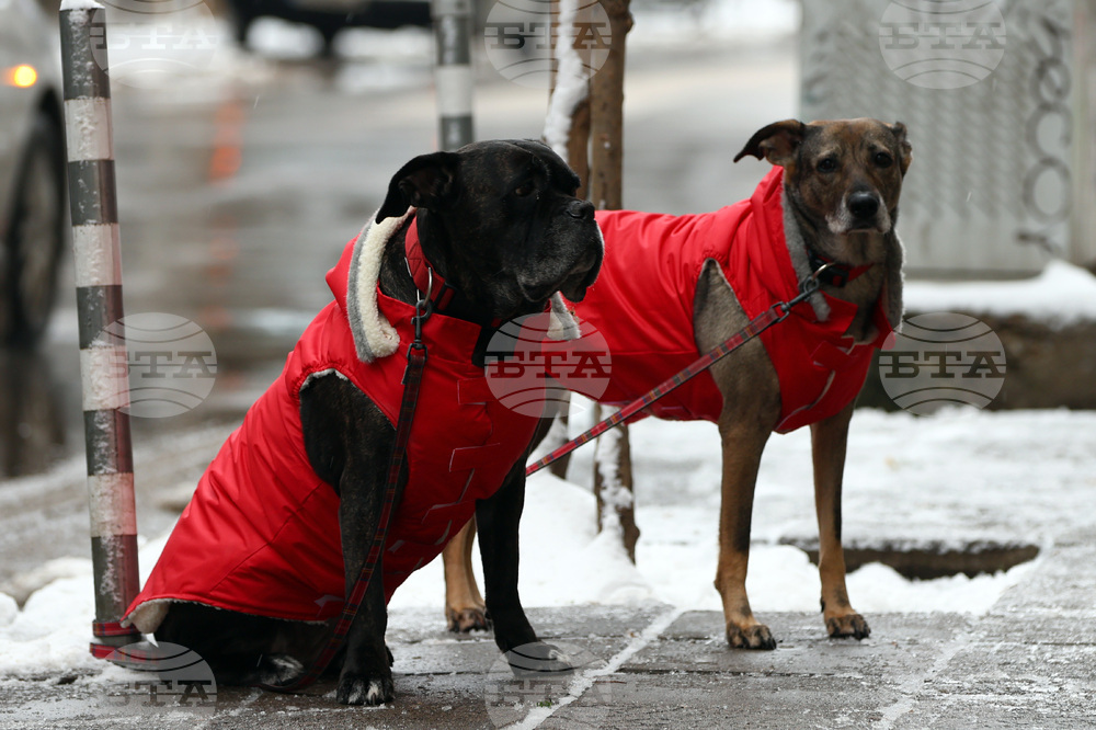 Студено време