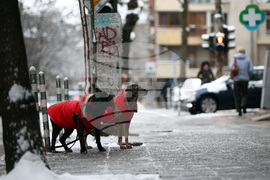 Студено време