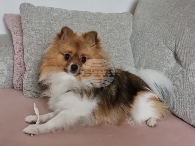 Кампания за безплатно кастриране на бездомни и домашни кучета ще има в Нова Загора през септември