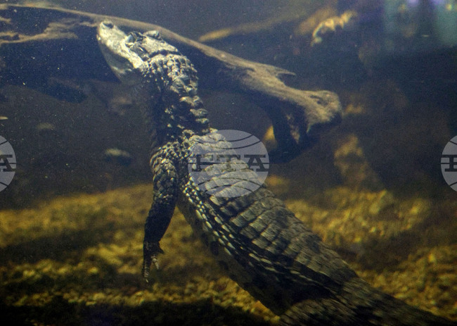 Мексикански кмет се ожени за кайман