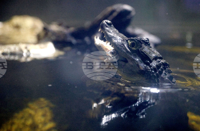 Варна - Аквариум - кайман