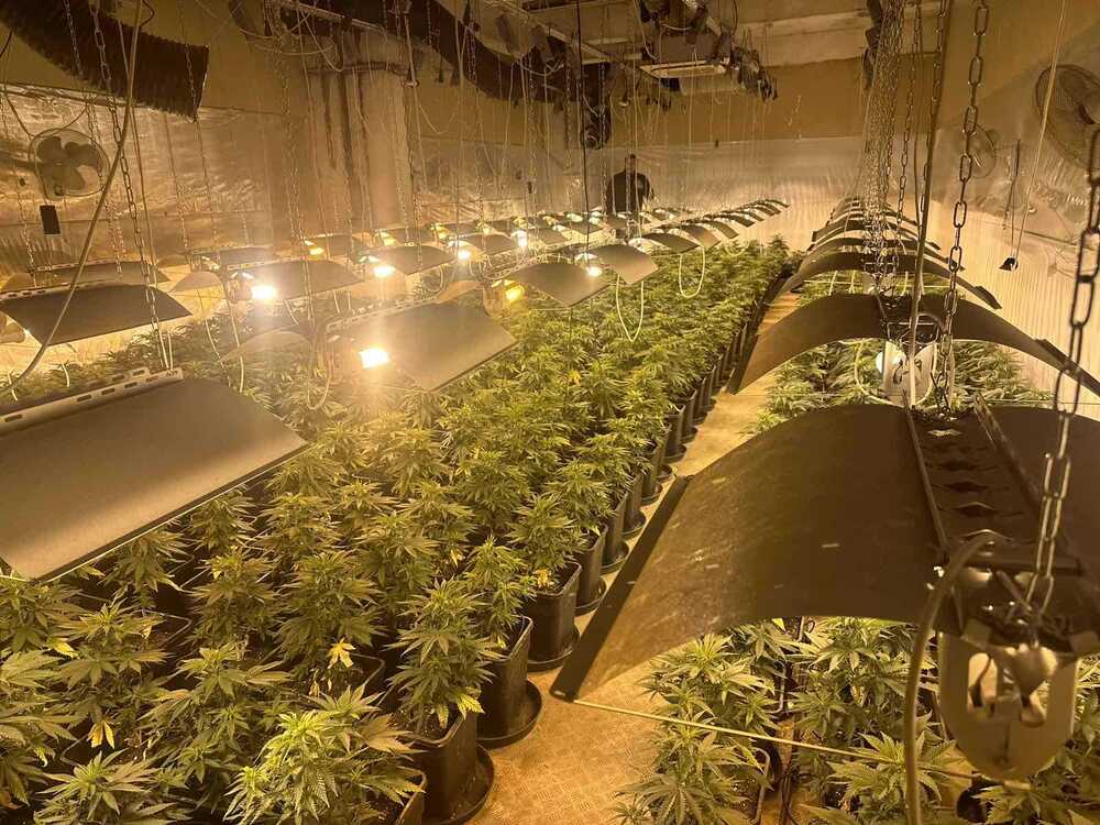 МВР: Две наркооранжерии са разкрити при спецоперация на криминалисти от ОДМВР-Варна и ГДНП