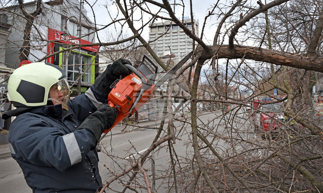 Санитарно почистване на опасни клони и дървета се извършва в Попово