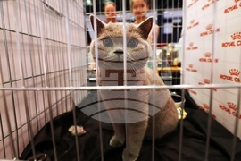 Международна изложба на котки