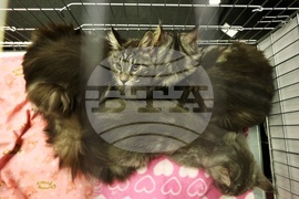 Международна изложба на котки