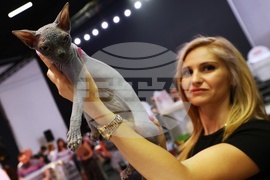 Международна изложба на котки