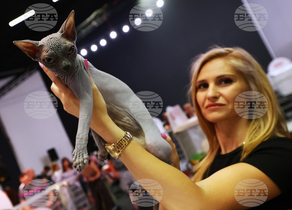 Международна изложба на котки