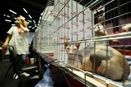 Международна изложба на котки