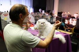 Международна изложба на котки