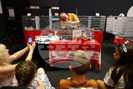 Международна изложба на котки