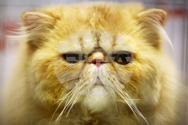 Международна изложба на котки