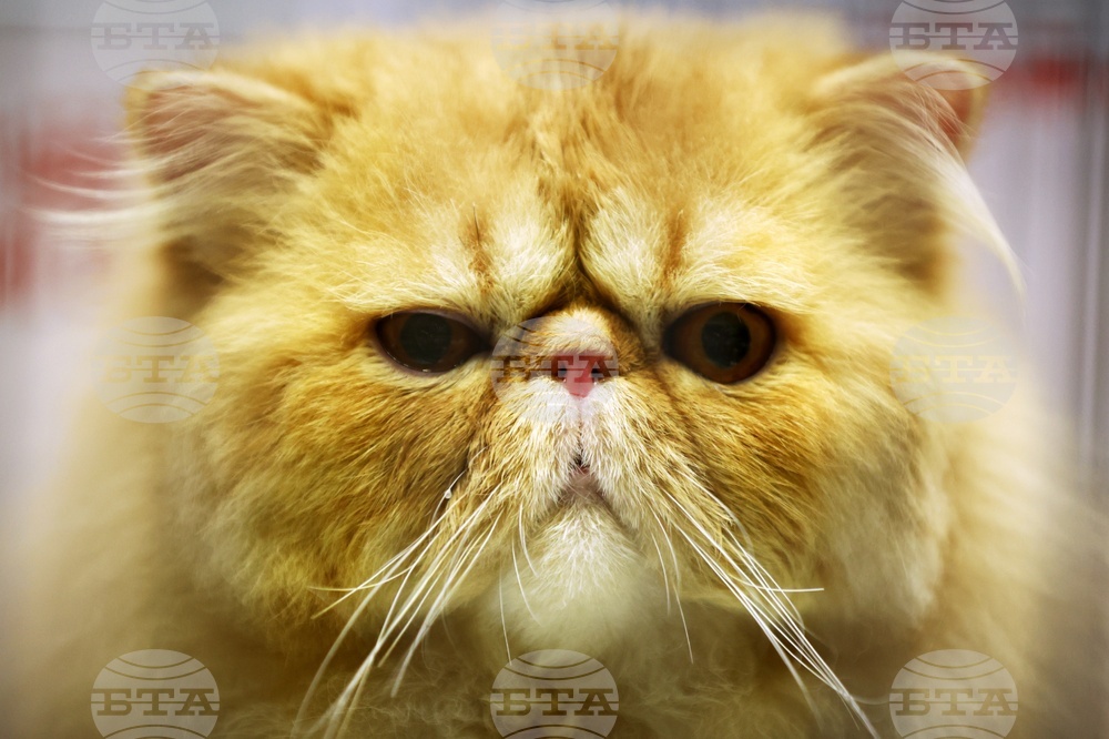 Международна изложба на котки