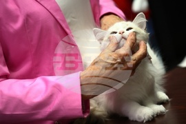 Международна изложба на котки