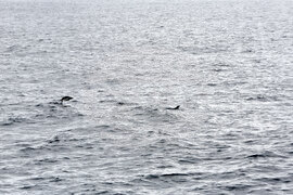 Part of Third Group of Bulgarian Antractic Explorers Reach Livingston Island