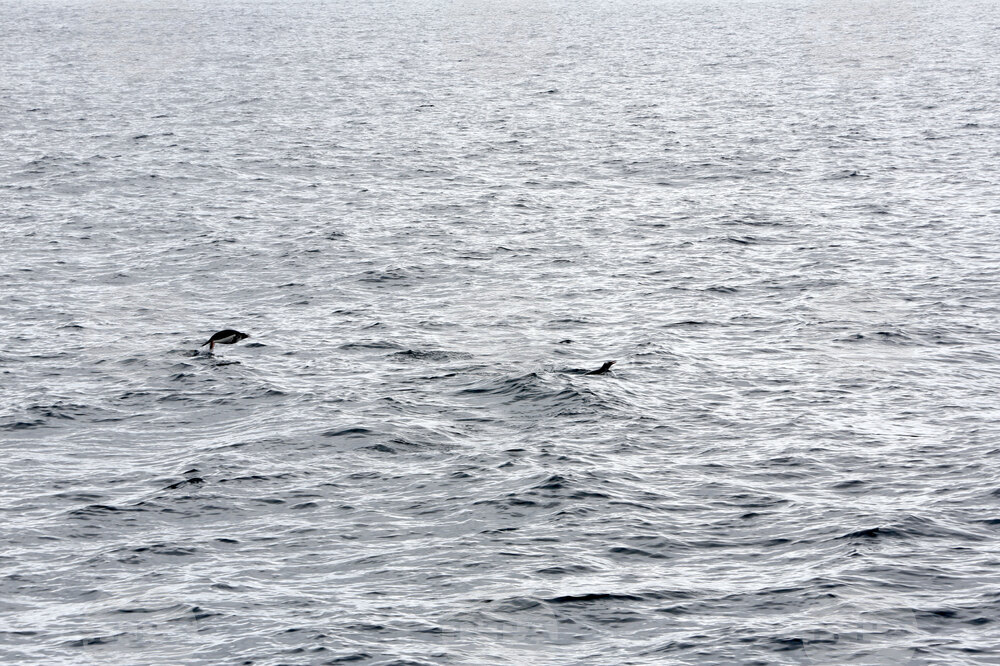 Part of Third Group of Bulgarian Antractic Explorers Reach Livingston Island