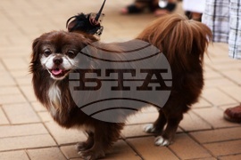 Парад на шапките 