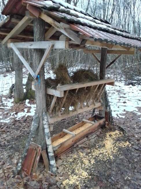ИАГ започва проверки във всички ловностопански райони в страната