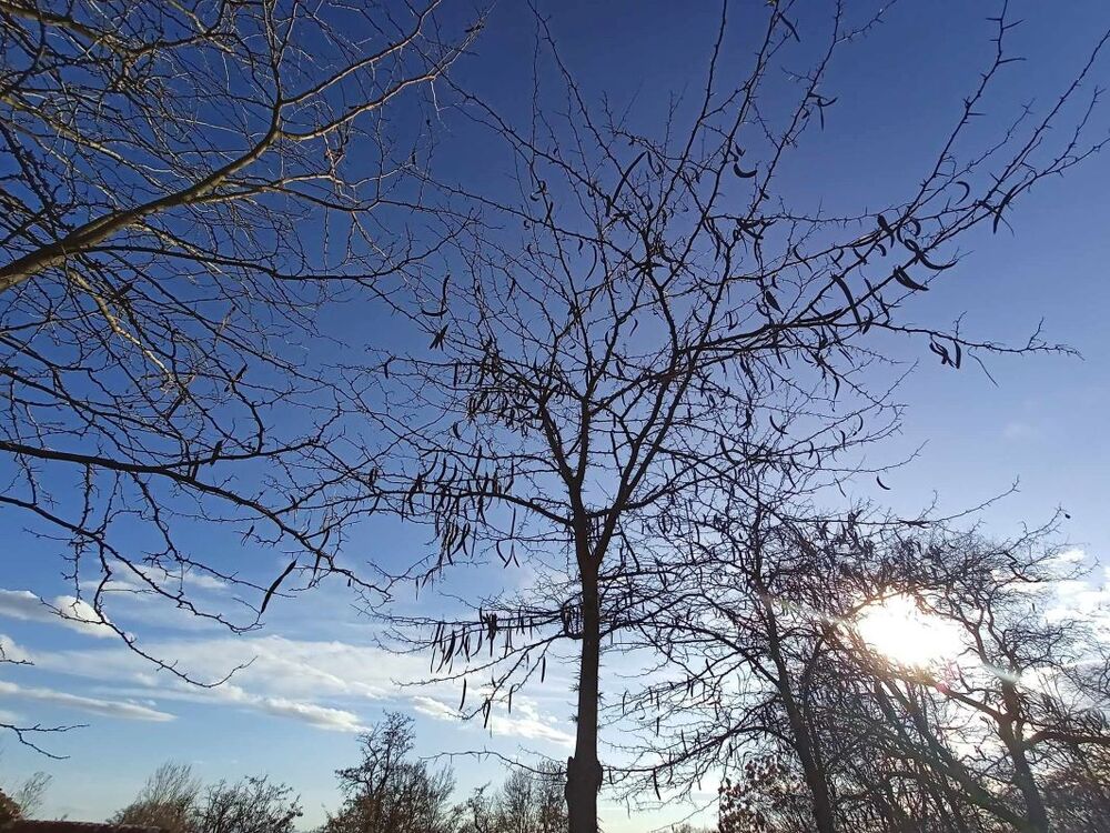 Община Плевен: Ограничава се движението по част от улиците „Хаджи Димитър“ и „Райко Жинзифов“ заради кастрене на дървета