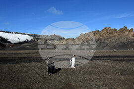 RSV 421 Drops Anchor at Livingston Island