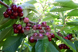 Село Подайва - череши